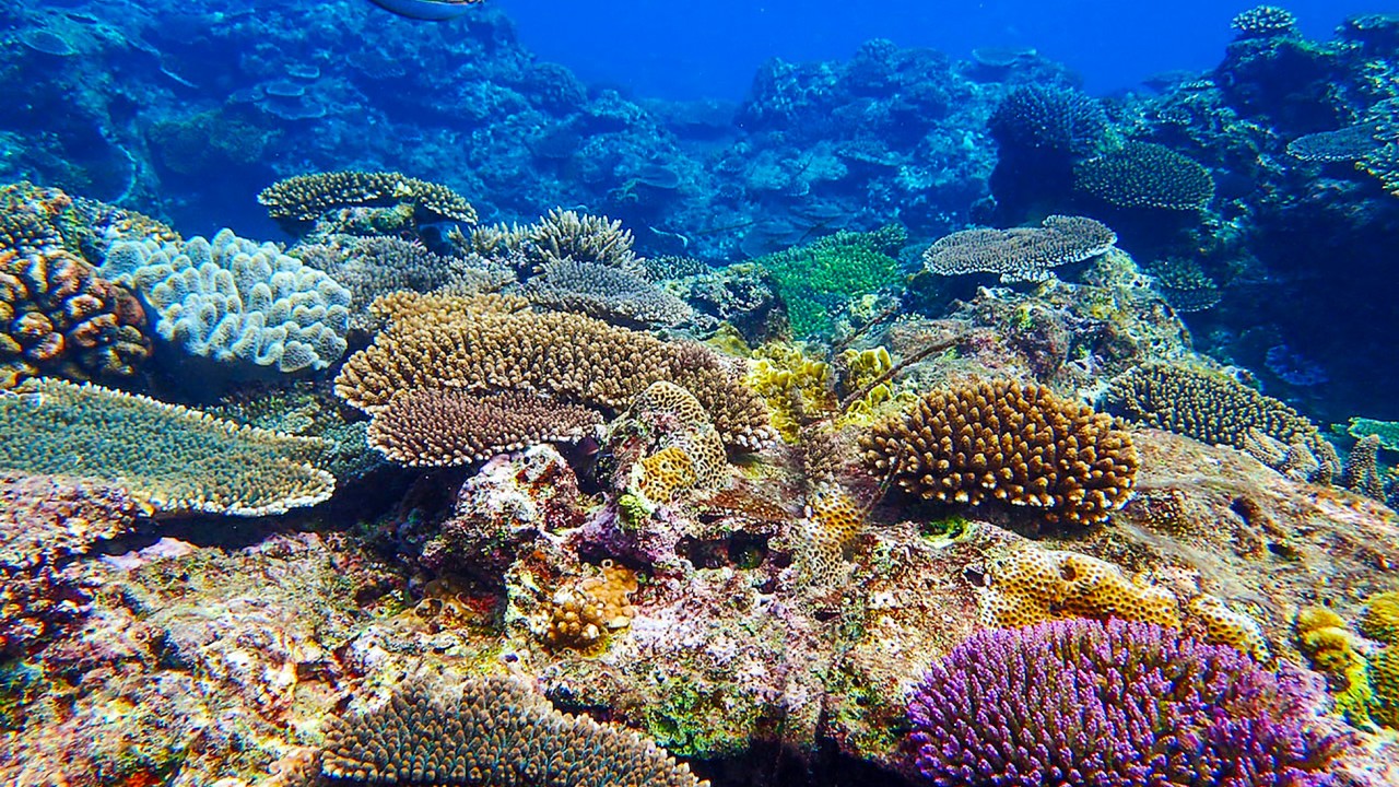 variety of coral
